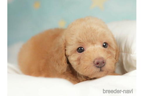 成約済の千葉県のトイプードル-208854の3枚目